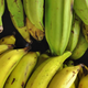 Illustration for article titled Genetically-Modified Orange Bananas Are Ready for Human Testing